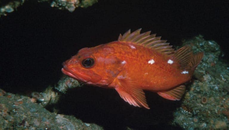 Un sébaste vermillon nageant au large des côtes californiennes.